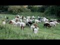 alpakas grasen auf der alpaka Wiese bei der surifarm.jpg
